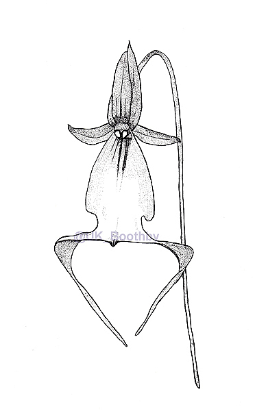 Stuart Meeson Orchids - pen and ink sketch of Dendrophylax lindenii